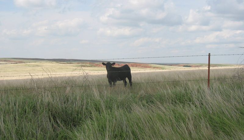 ks362Randall Ranch 020