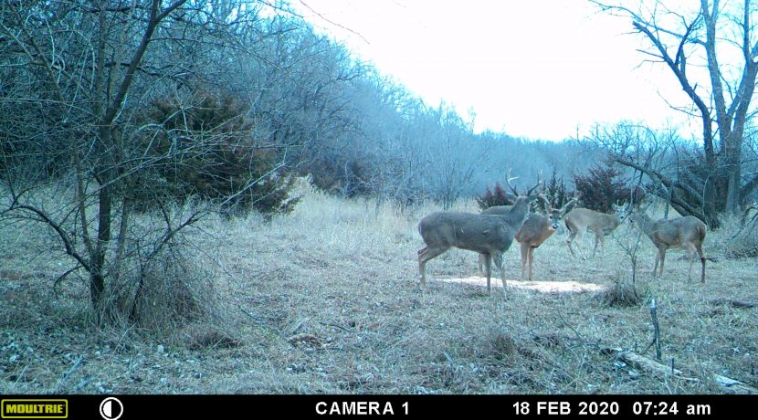 MOULTRIE DIGITAL GAME CAMERA