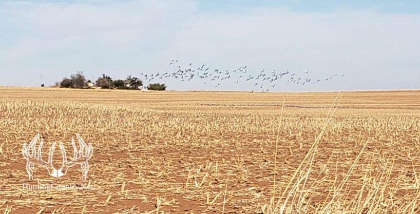 #KS-550 Barber County, Kansas 180 Acres M/L