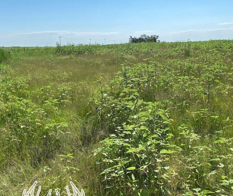 KS598 Meade County, Kansas 160 Acres M/L Hunting Country Real