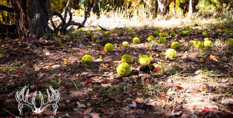 #OK-594 Roger Mills County, Oklahoma 114 M/L