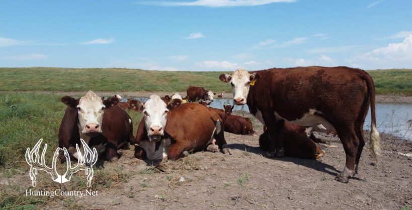 #OK-612 Texas County, Oklahoma 780 Acres M/L