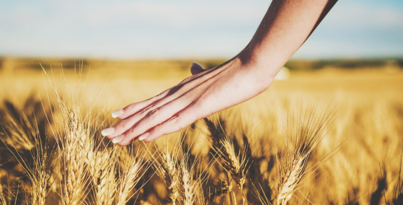 #OK-635 Online Auction – 6 Farms – Alfalfa County, OK