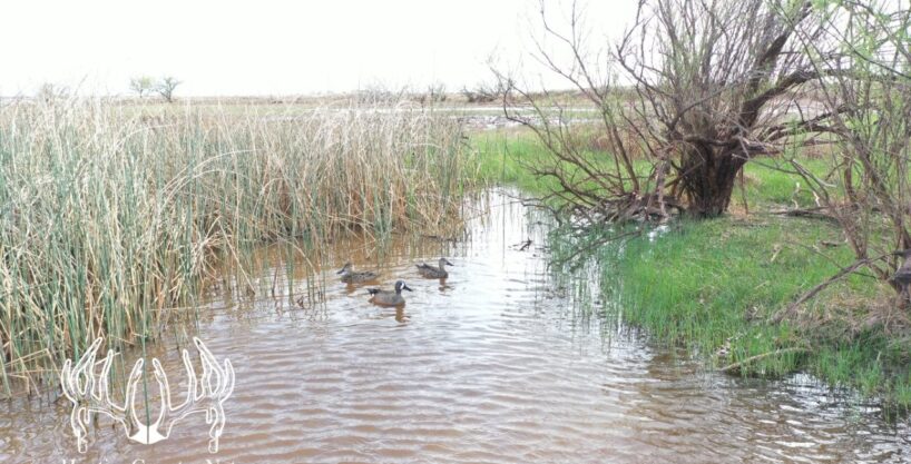 #KS-755 Barber County, Kansas 318 Acres M/L